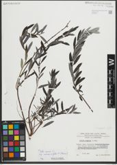 Foto von Salix repens subsp. rosmarinifolia (L.) Andersson